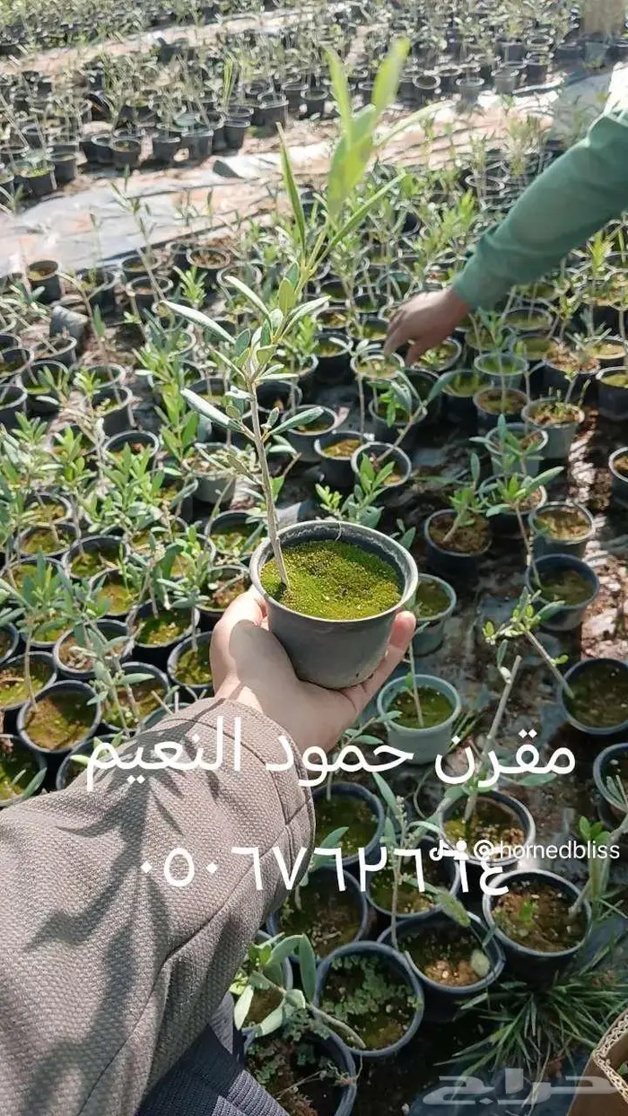 شتل زيتون كرونيكي اربيكانا 0