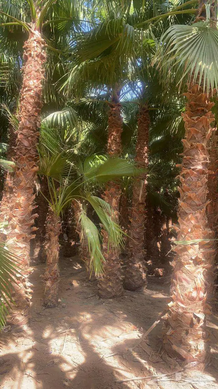 نخل واشنطن واشنطني واشنطوني 11
