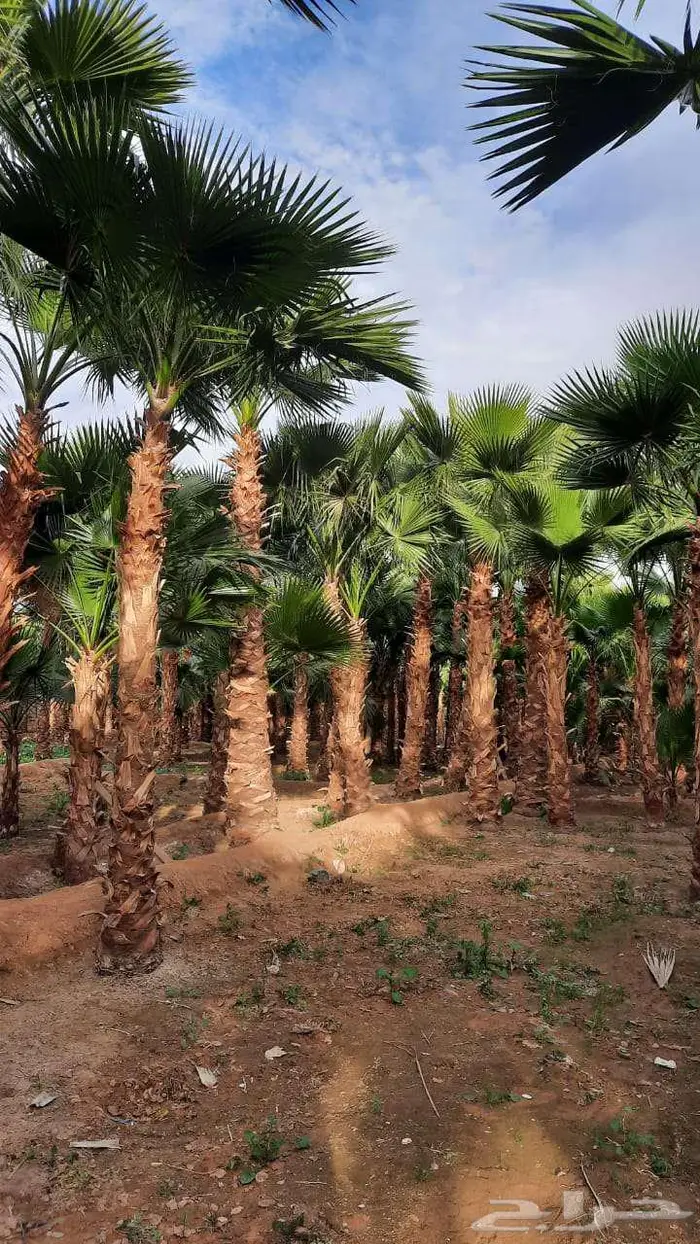نخل واشنطني زينه واشنطونيا 6
