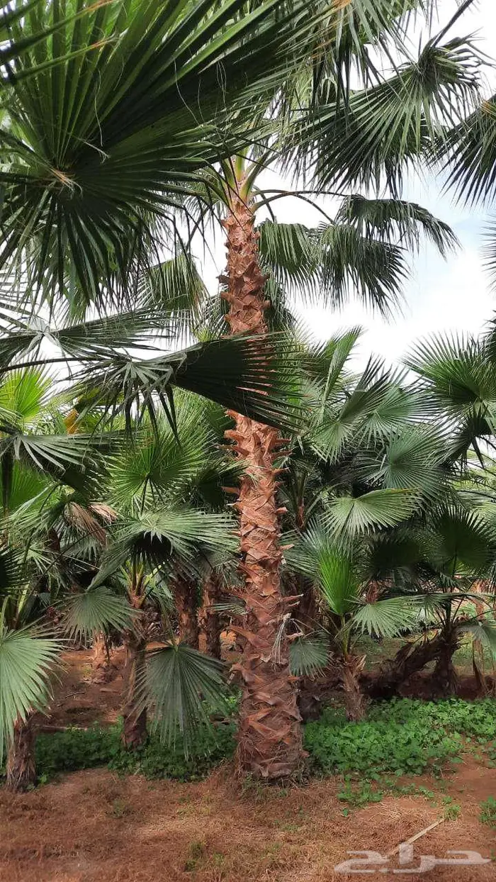 نخل واشنطني زينه واشنطونيا 2