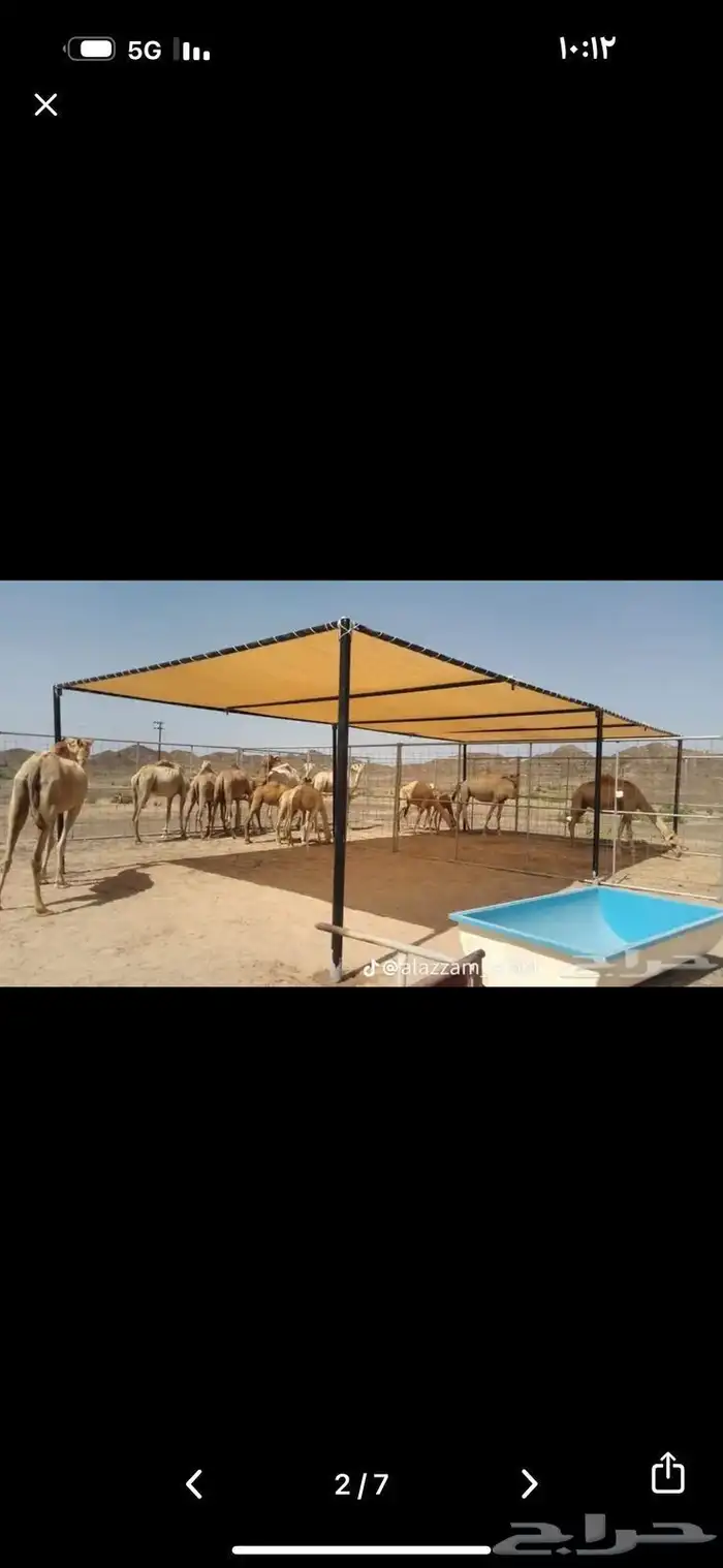 مضلات 8