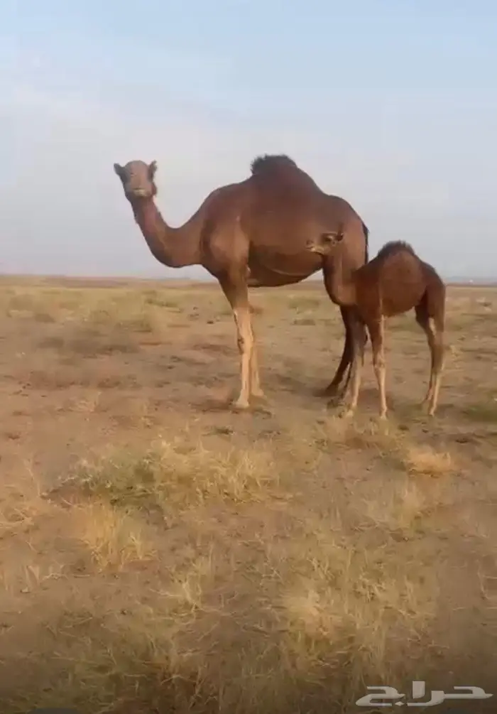 ناقه خلفه حمراء 0