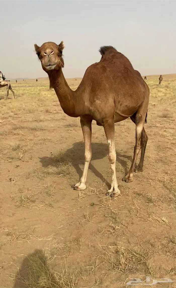ناقه خلفه حمراء 3