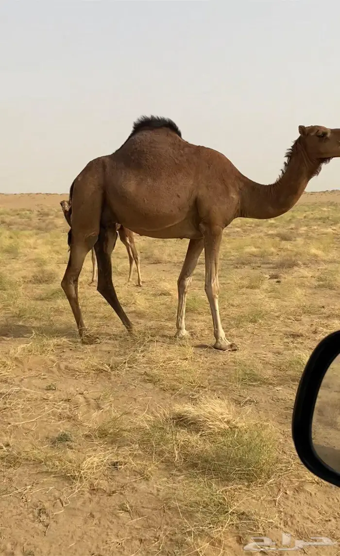 ناقه خلفه حمراء 1