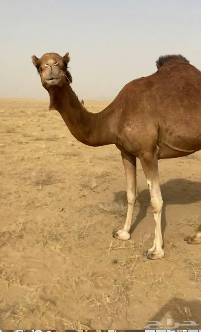 ناقه خلفه حمراء 2