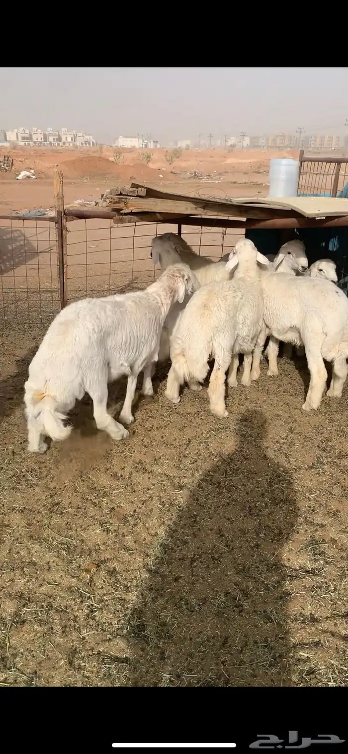 هرافا حري وجبر من الديره 6