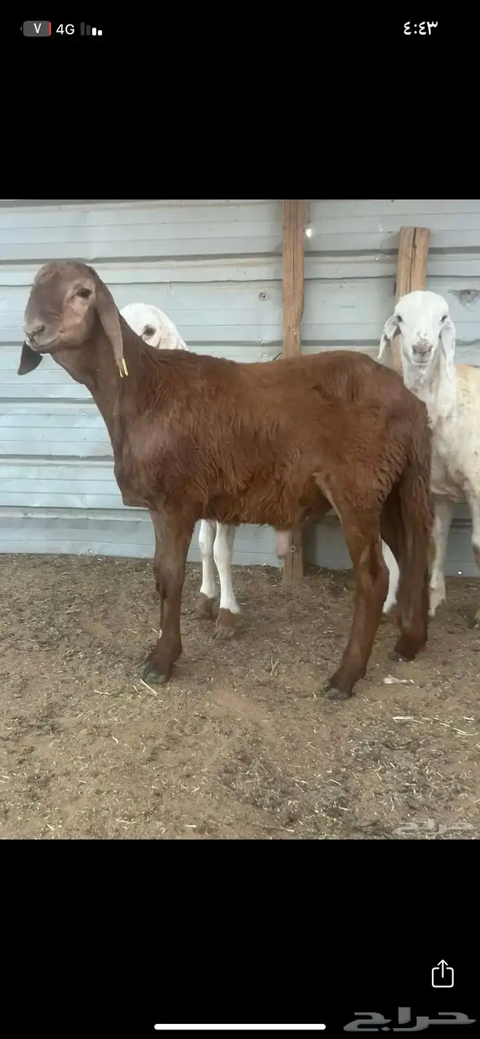 سواكني للبيع 0