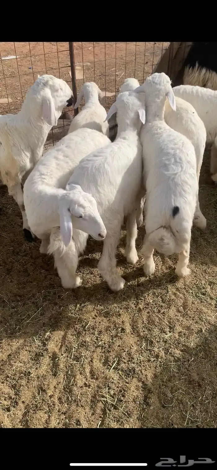 هرافا حري وجبر من الديره 3