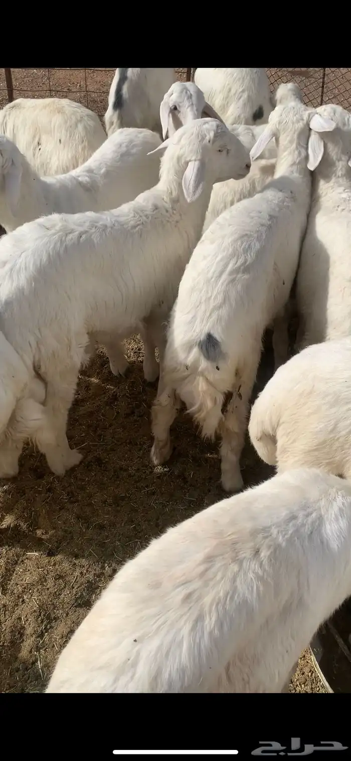 هرافا حري وجبر من الديره 1