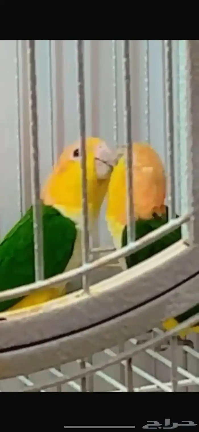 ببغاء كيك وايت بلي 2