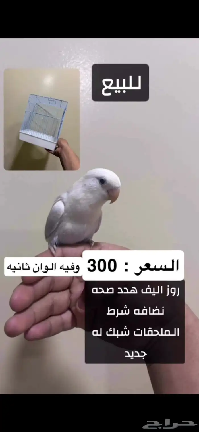 طيور اليفه للبيع 1