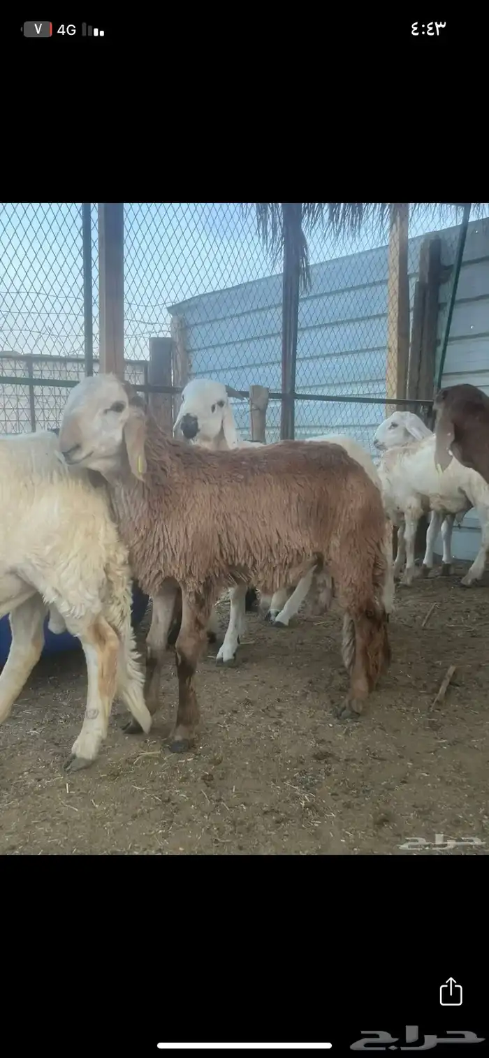 سواكني للبيع 2