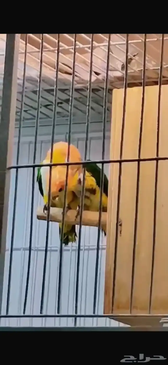 ببغاء كيك وايت بلي 1