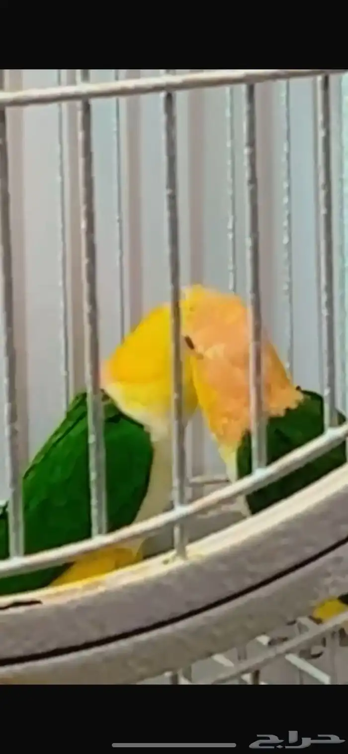 ببغاء كيك وايت بلي 3