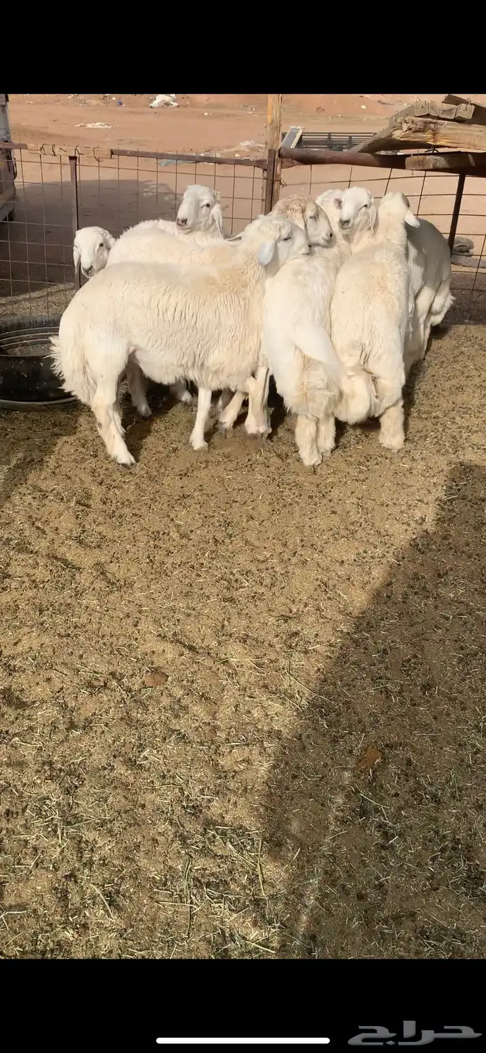 هرافا حري وجبر من الديره 5