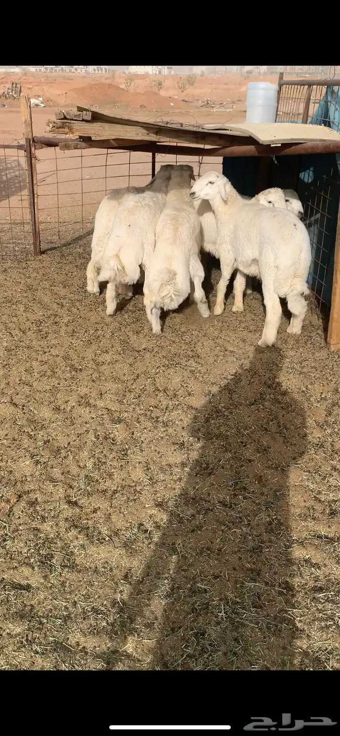 هرافا حري وجبر من الديره 4