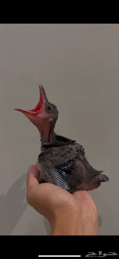 فروخ غراب 0