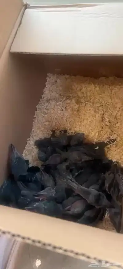 فروخ غراب 2
