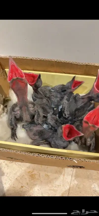 فروخ غراب 1