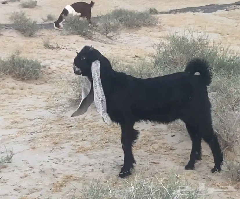 تيس فحل عمره 3شهور ل التواصل 1