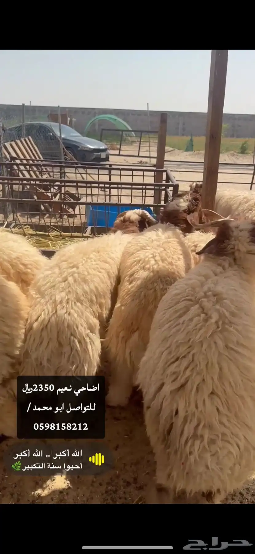 اضاحي كايفه ولله نعيم وحريات ونجد الدمام الظهران الخبر 3