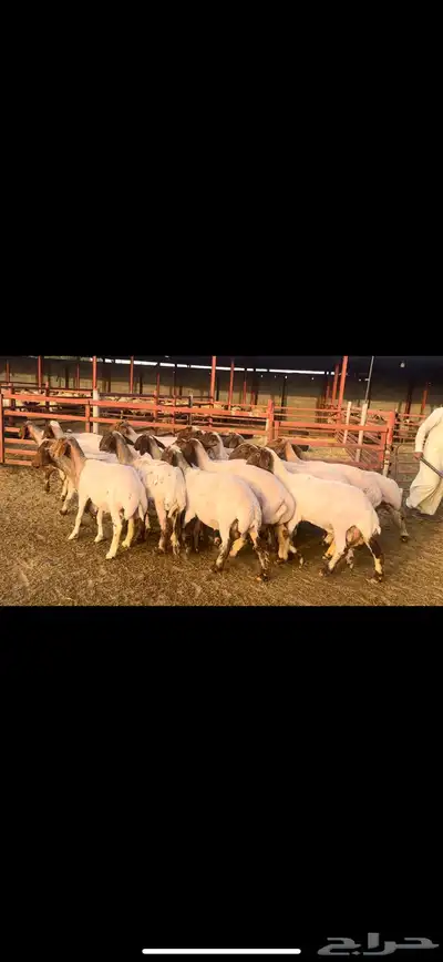 غنم نعيم دفيع 2