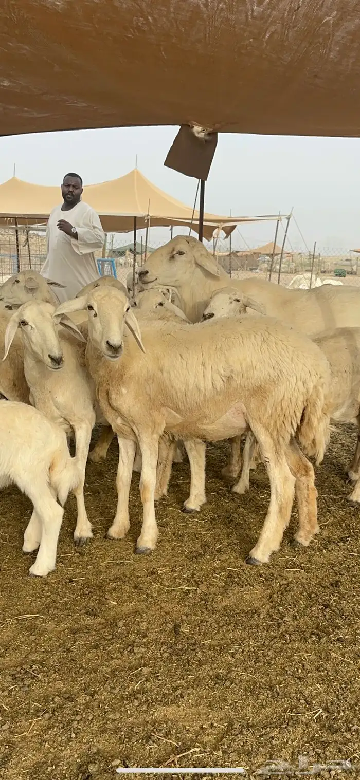 غنم حرية متابيع حرش مراح واحد 45 تحتها 45 10