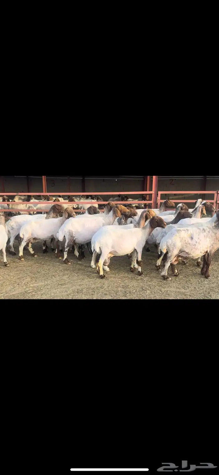 غنم نعيم دفيع 1