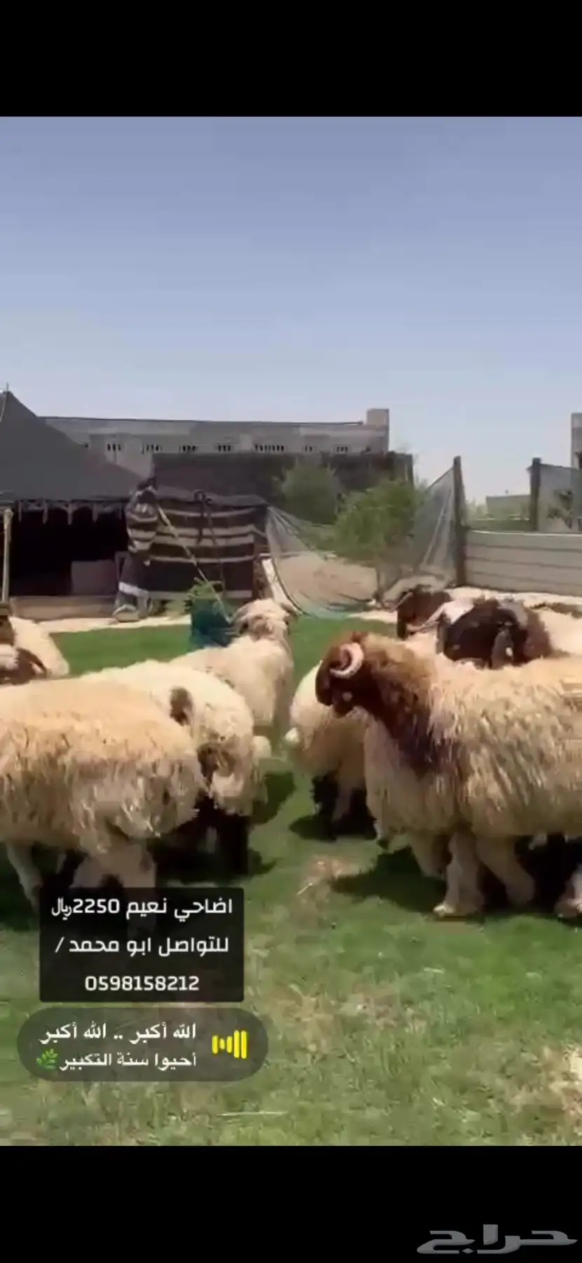 اضاحي كايفه ولله نعيم وحريات ونجد الدمام الظهران الخبر 0