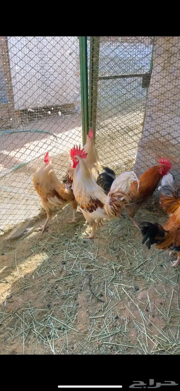 ديوك بلدي فاخره للبيع 5