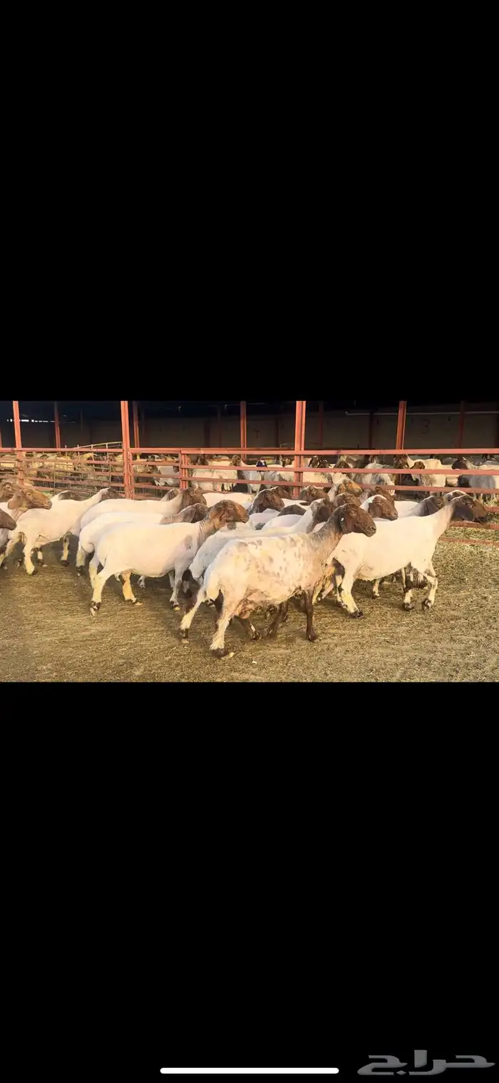 غنم نعيم دفيع 0