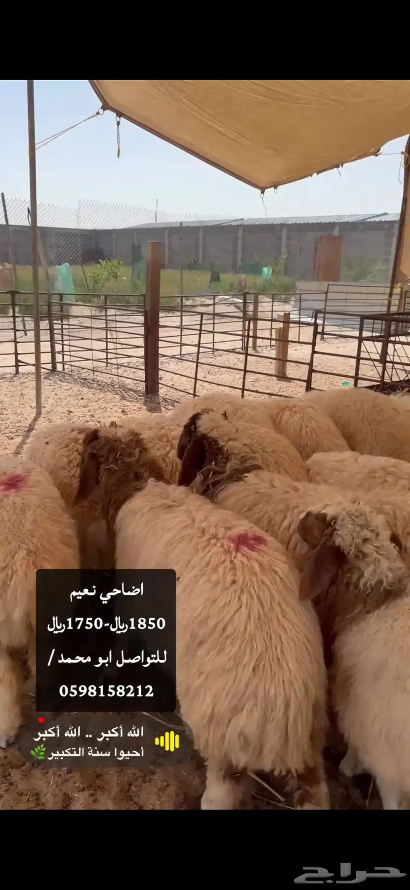 اضاحي كايفه ولله نعيم وحريات ونجد الدمام الظهران الخبر 2