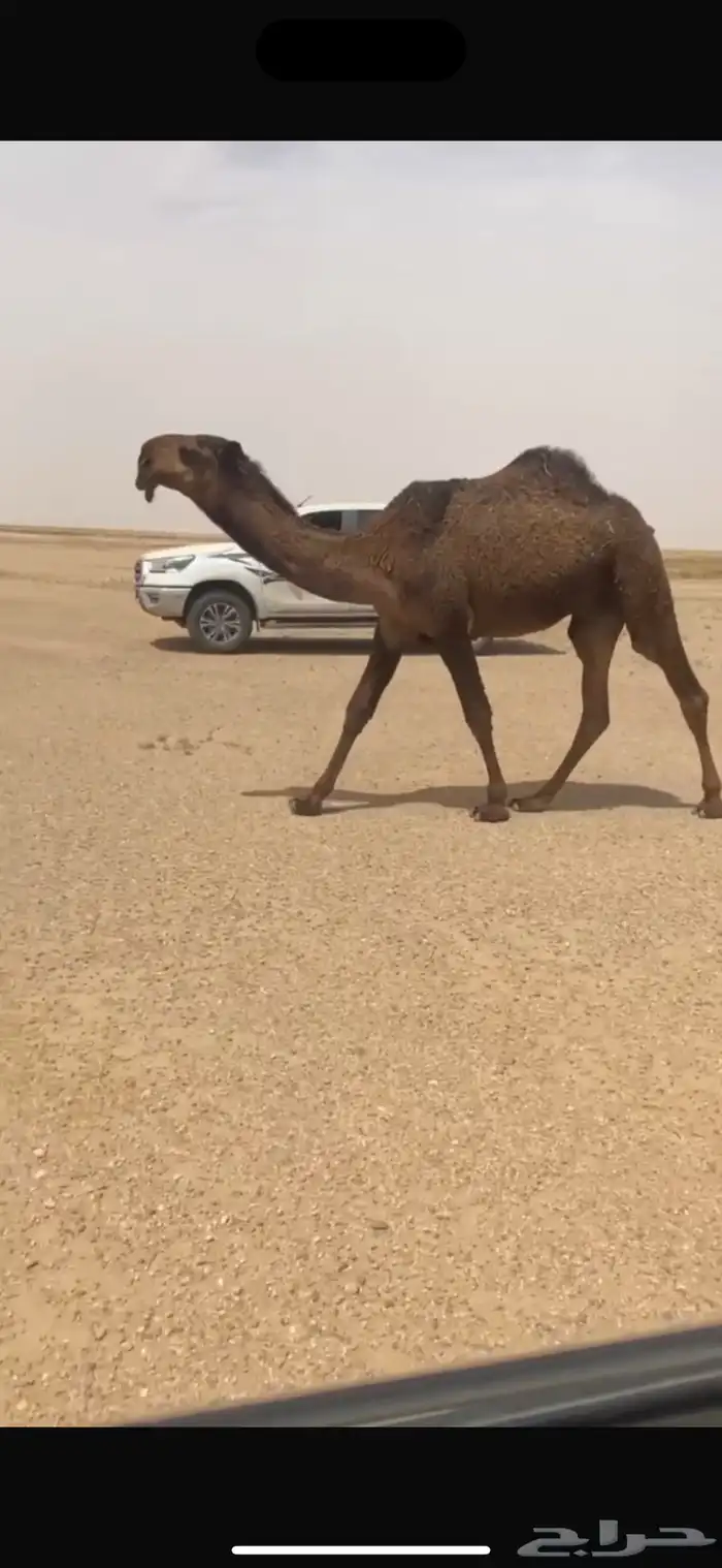 للبيع القعود الفردي 1