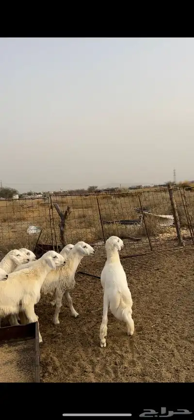 طليان ضحايا 1