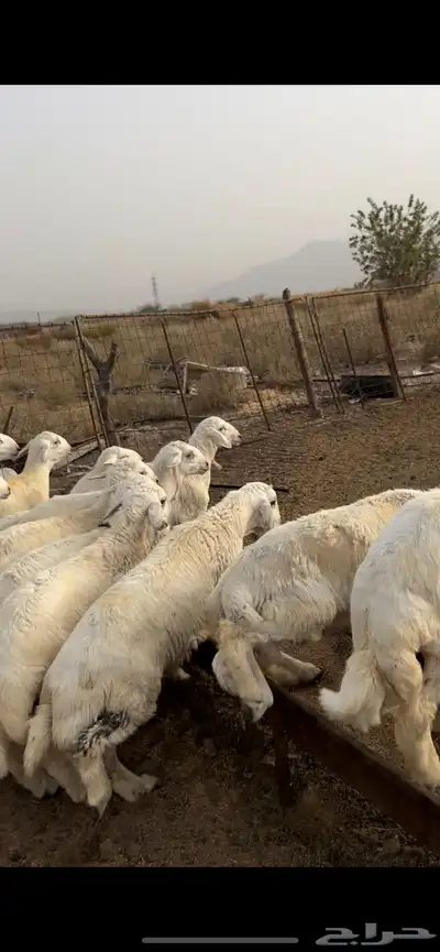 طليان ضحايا 2