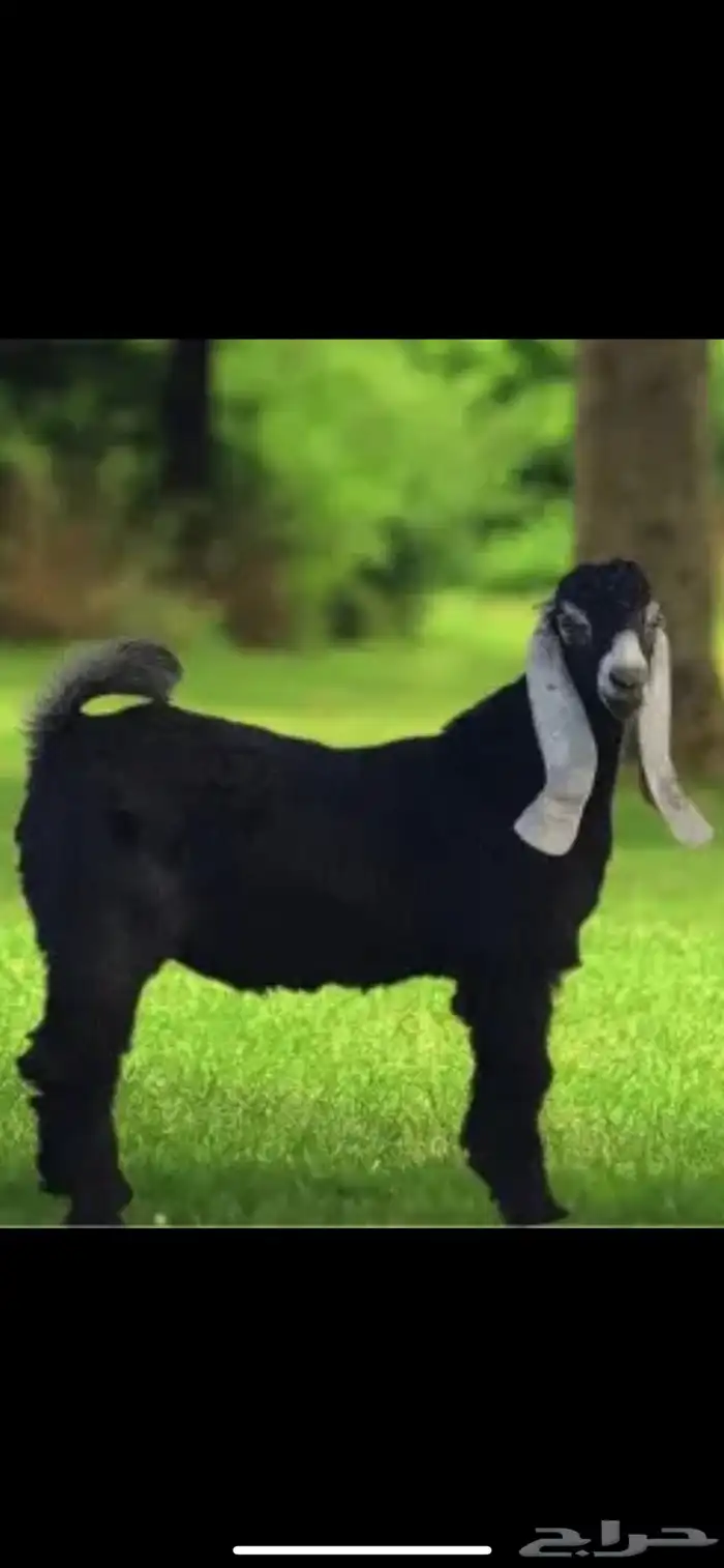 ذبايح تيوس 0