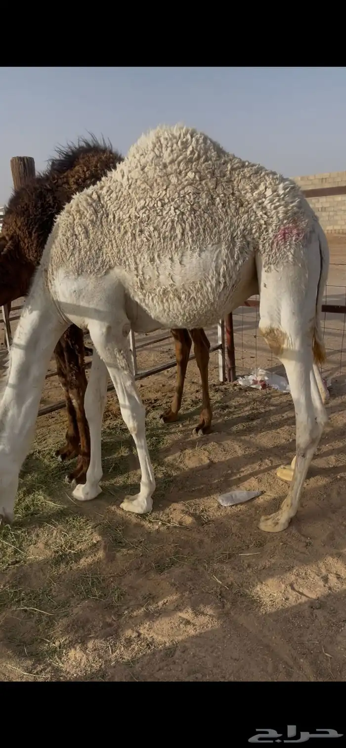 قعود ( تم البيع ) 0