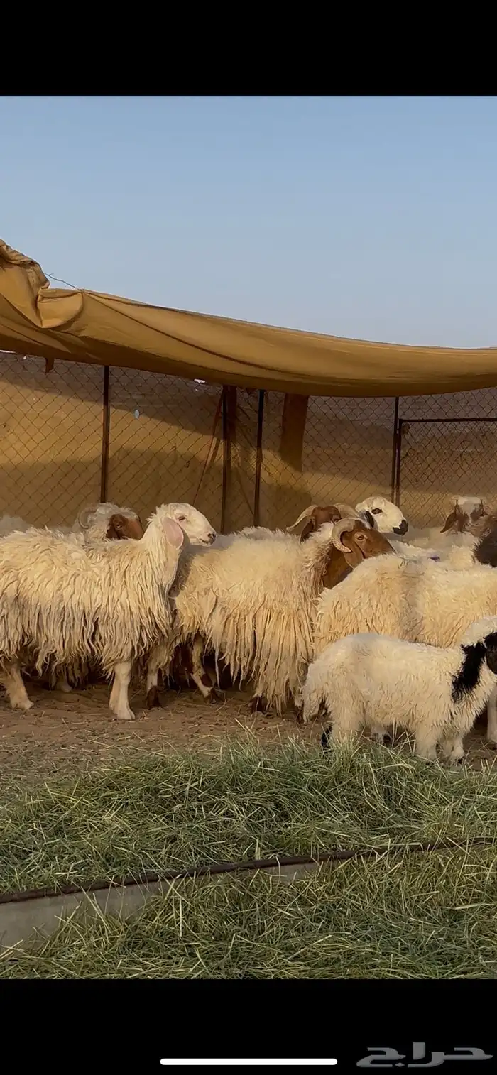 ضان نعيم متاببع ودفيع 5