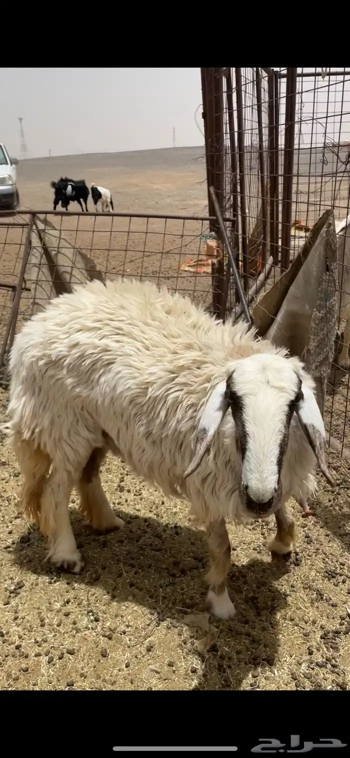 رخل عمره تسعة شهور حائل 2