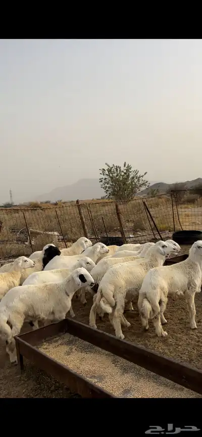 طليان ضحايا 0