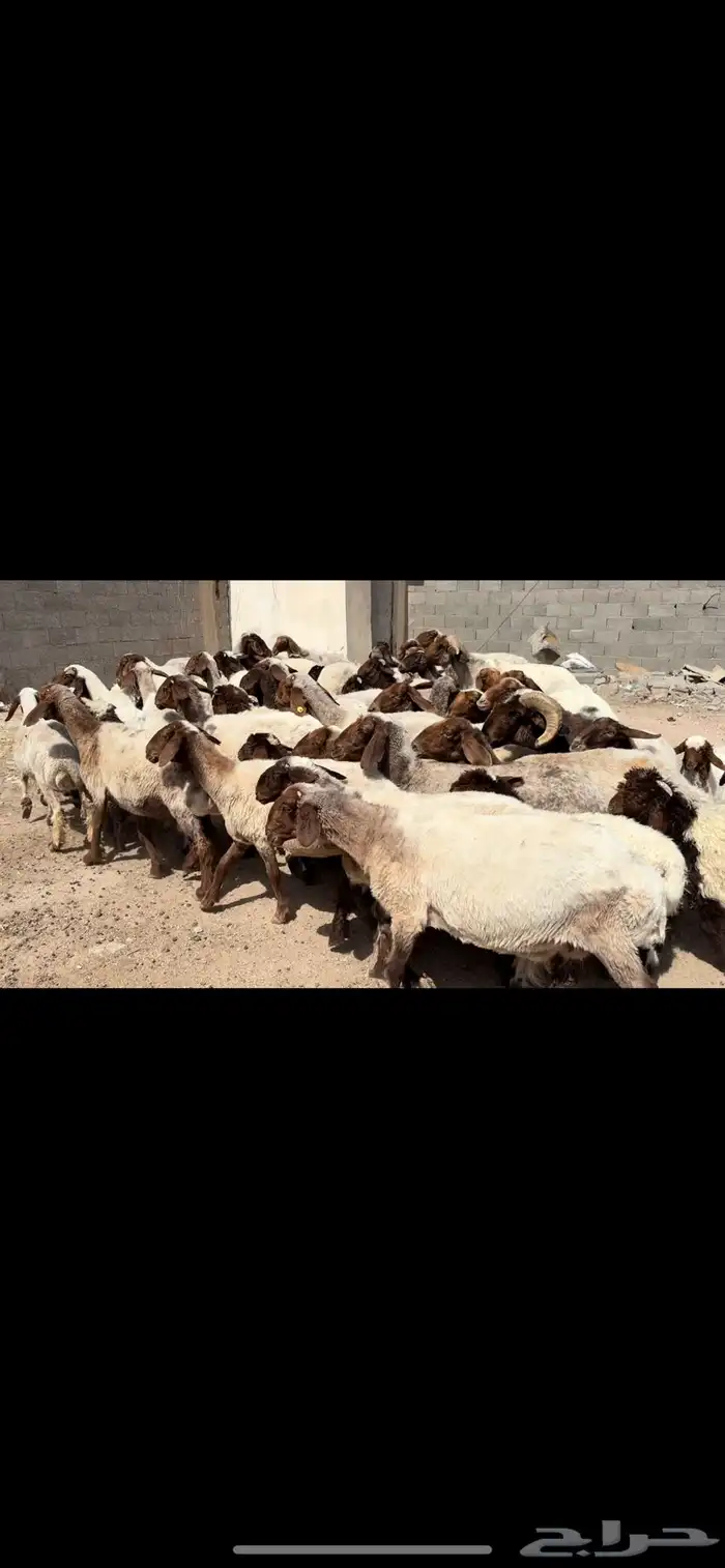 غنم نعيم مطافيل 3