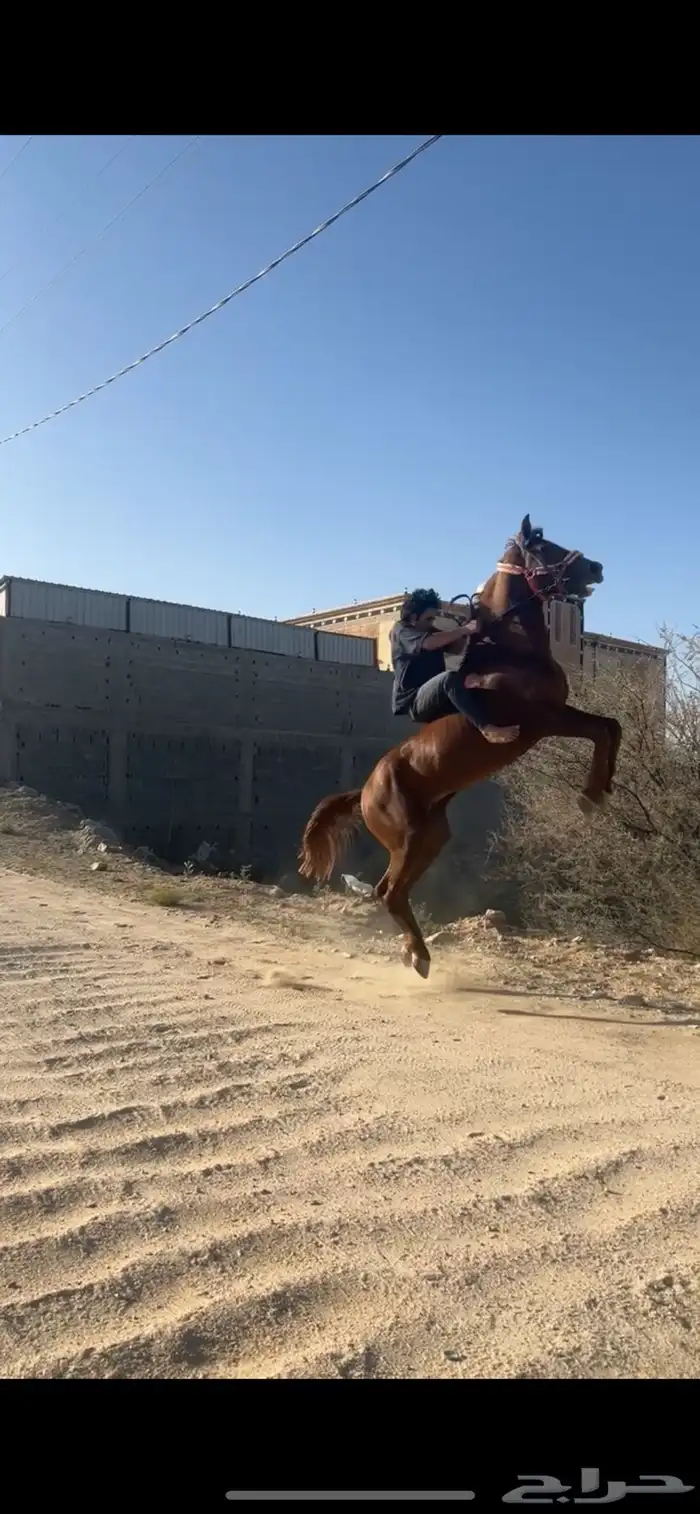 خيل شعبي كفو 1