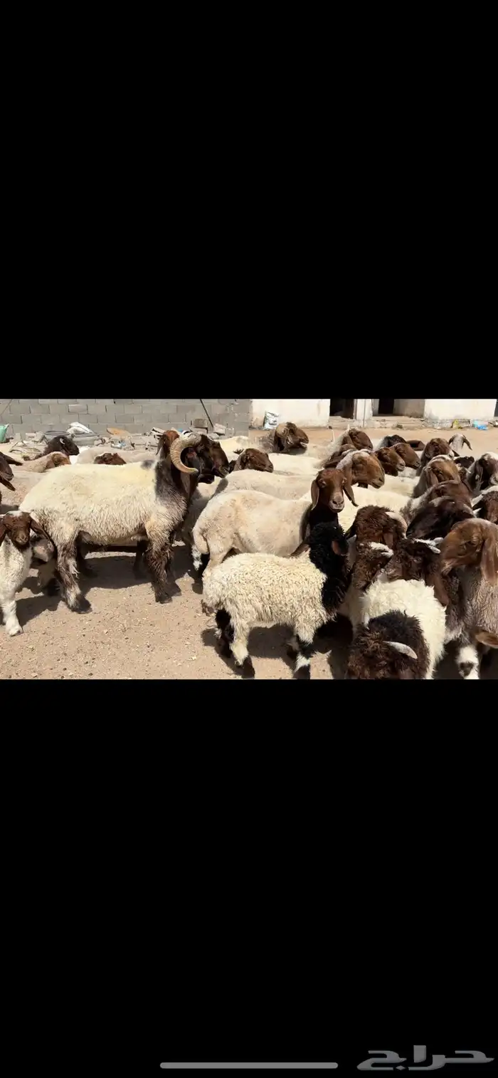 غنم نعيم مطافيل 1