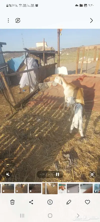 سواكنيات خلفات ودفيع. ومقاني حريات 4