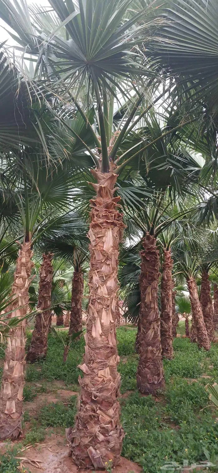 نخل واشنطن واشنطني واشنطوني 0