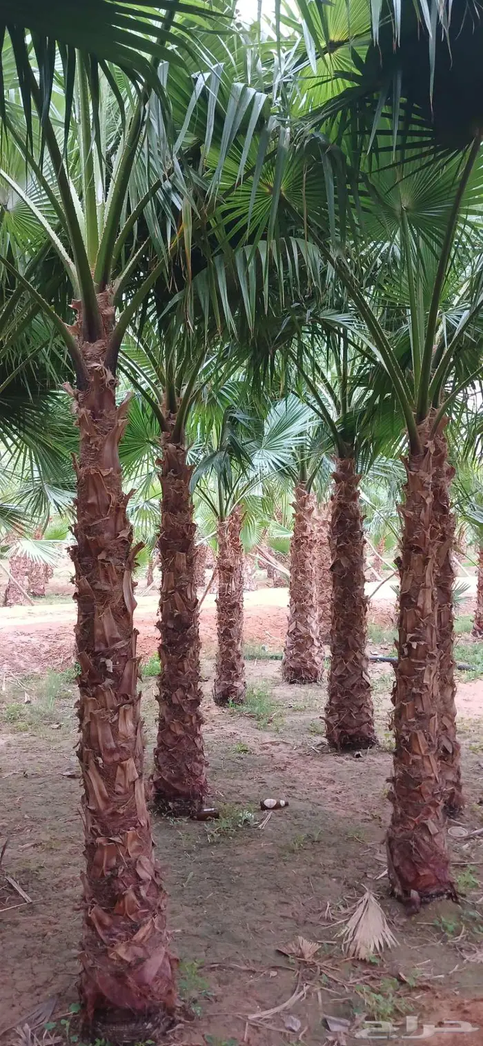 نخل واشنطن واشنطني واشنطوني 8