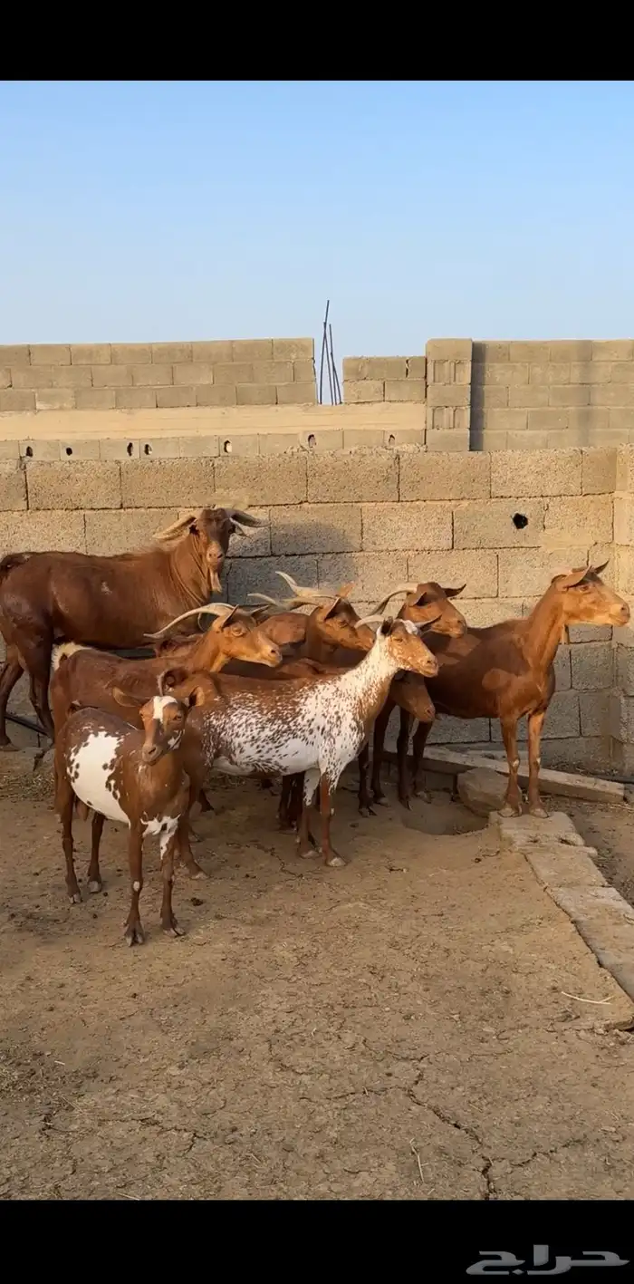 معزا دهم صنف فاخر ( تم البيع ) 0