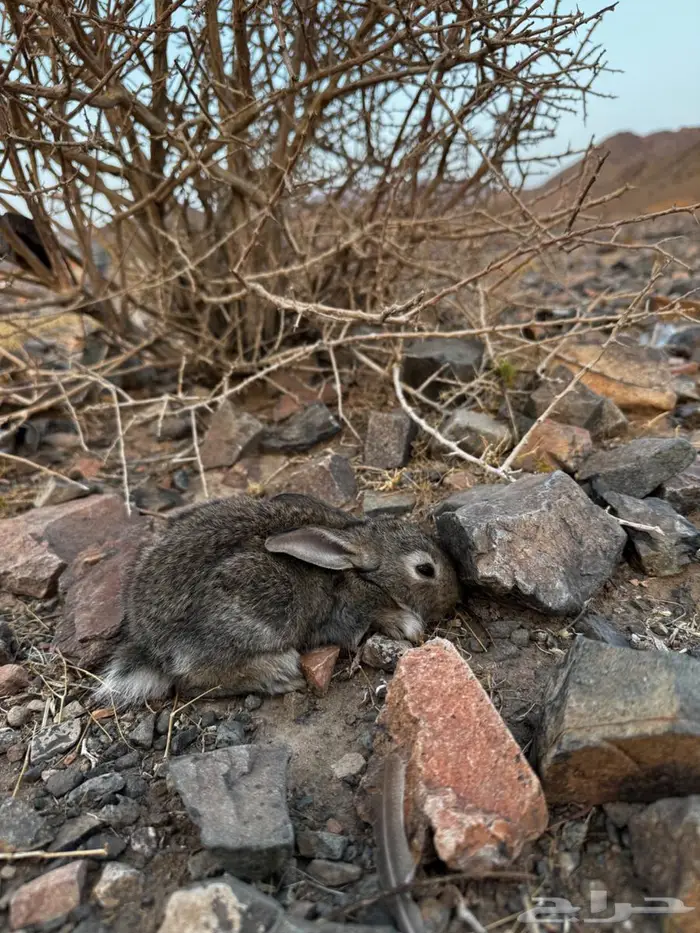 ارانب للبيع 1