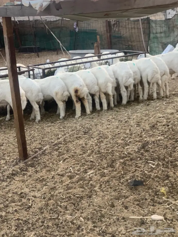 بهم حري نضيف عدد 37 1