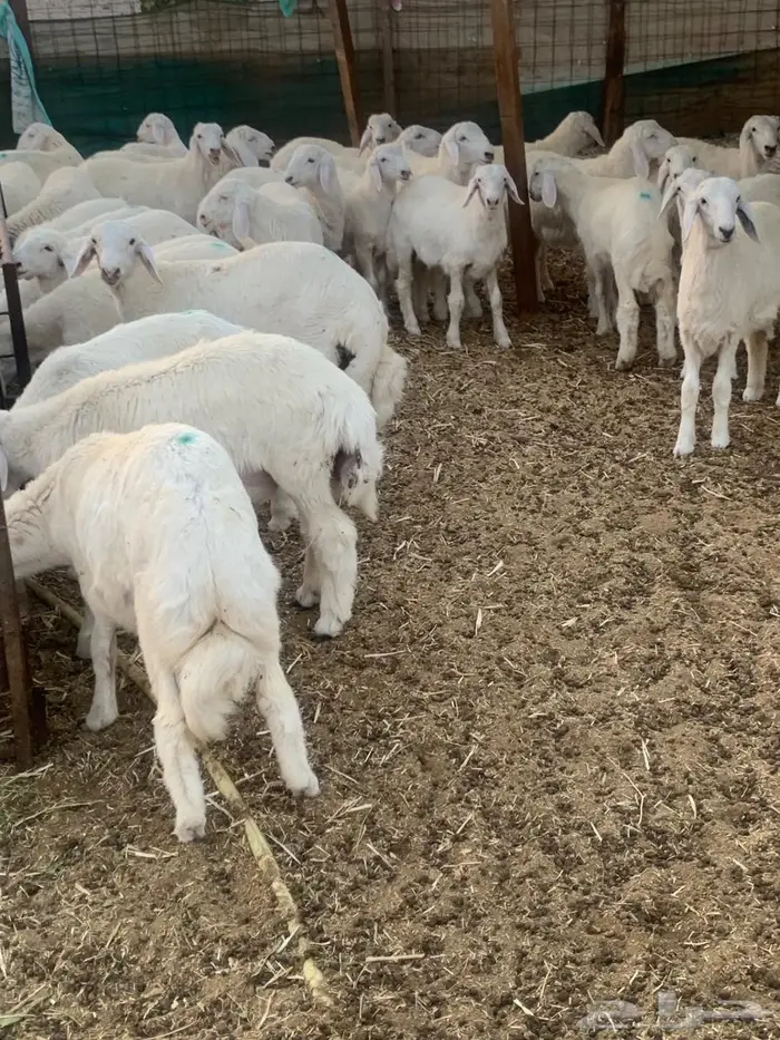 بهم حري نضيف عدد 37 0